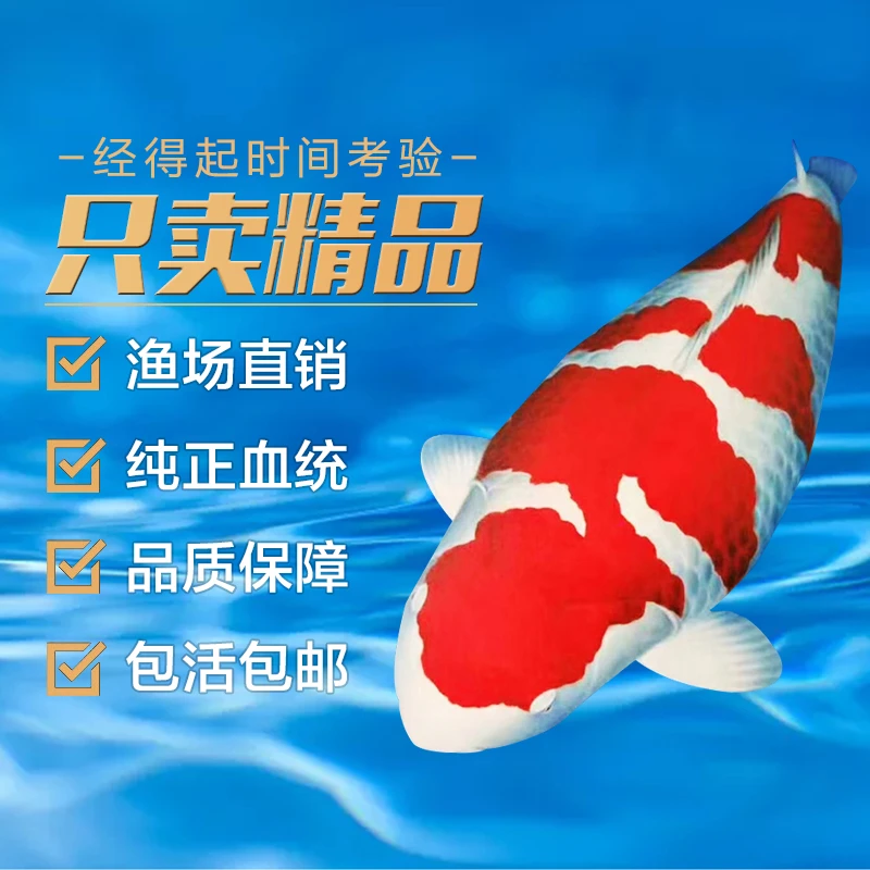 添彩纯种锦鲤活鱼活体红白丹顶巨型昭和冷水观赏鱼添彩锦鲤
