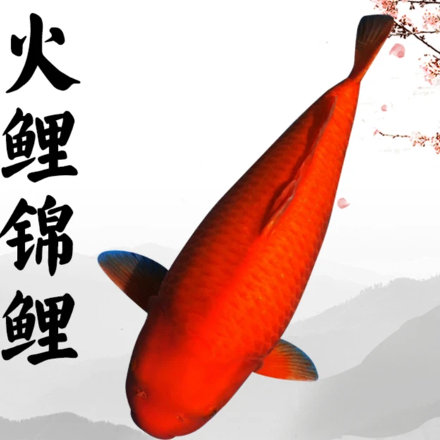 火鲤锦鲤活体观赏鱼鱼