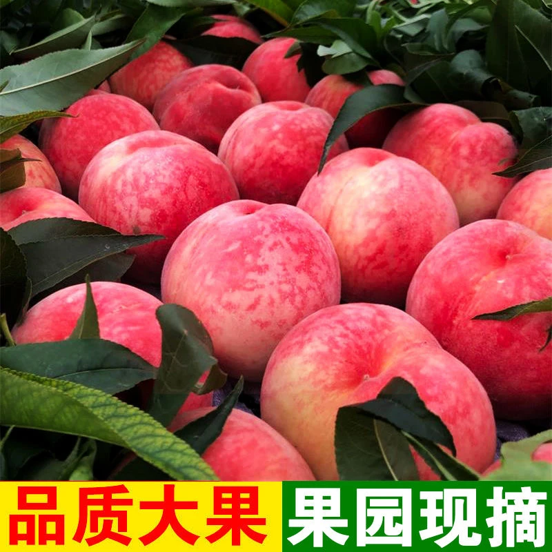 蒙阴水蜜桃晚桃现摘现发新鲜水果整箱脆甜山东红毛桃精品映霜红