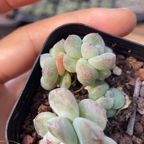 一我一拍满18包邮