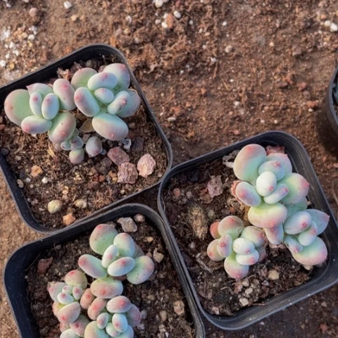 红奶65杯量拍满18包邮