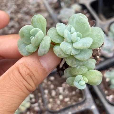 一我一拍石化冰玉4头