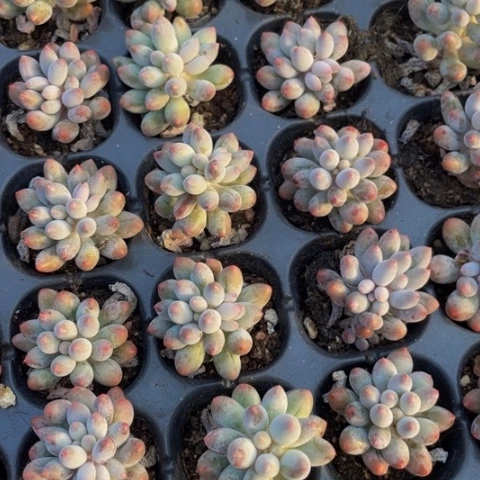 3元5颗婴儿手指满18包邮