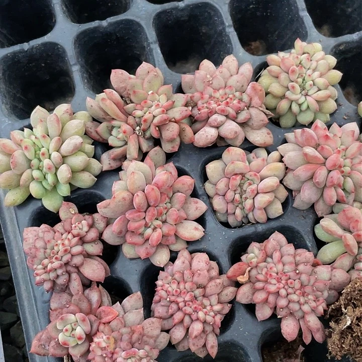 凌雪缀穴盘满18包邮