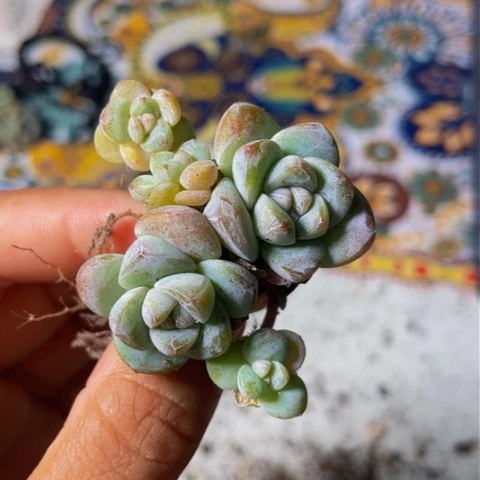 一物一拍冰玉5头满18包邮