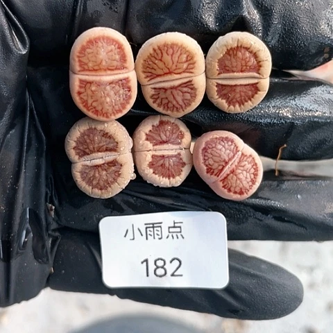 182 缺水 红菊 6棵