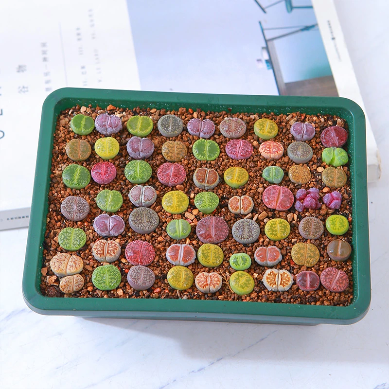 生石花多肉植物 清棚 不带土 创意绿植 懒人植物