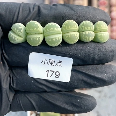 终****乐179 可乐冰 6棵大牙