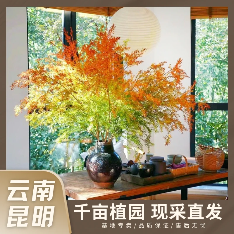 【夏日】千层金室内绿植鲜切黄金香柳软装香味可做干花