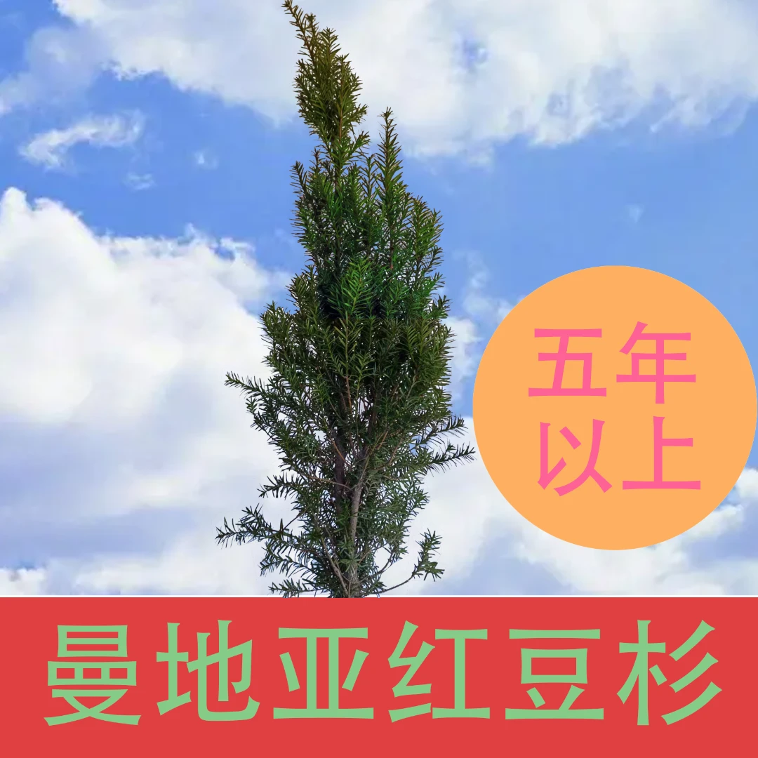 中小小型盆景迷你小盆栽苔藓球青苔微型曼地亚红豆杉南方园林风景