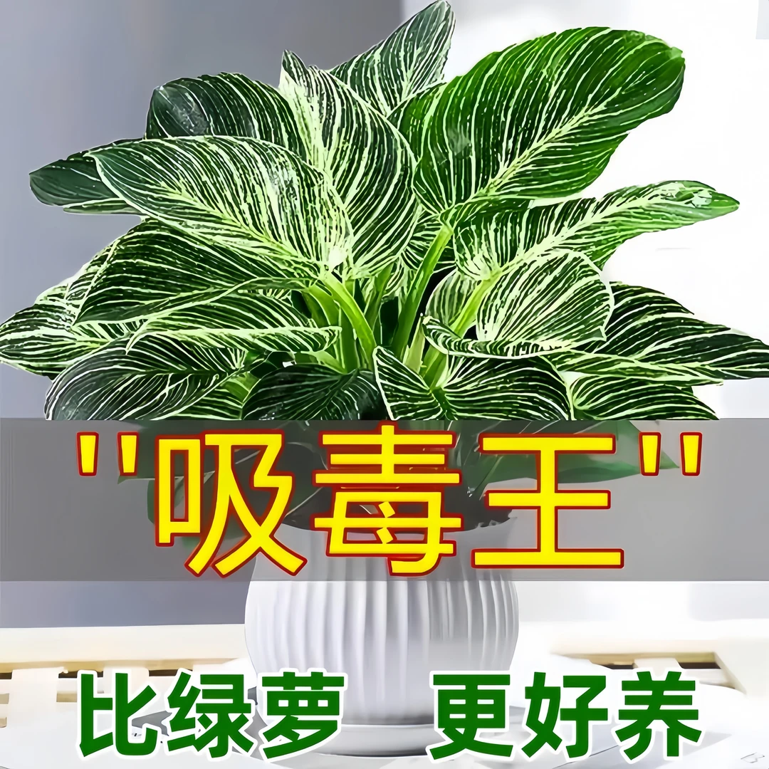 铂金钻盆栽绿萝室内植物花卉绿植水培万年青多肉新房家用吸除甲醛