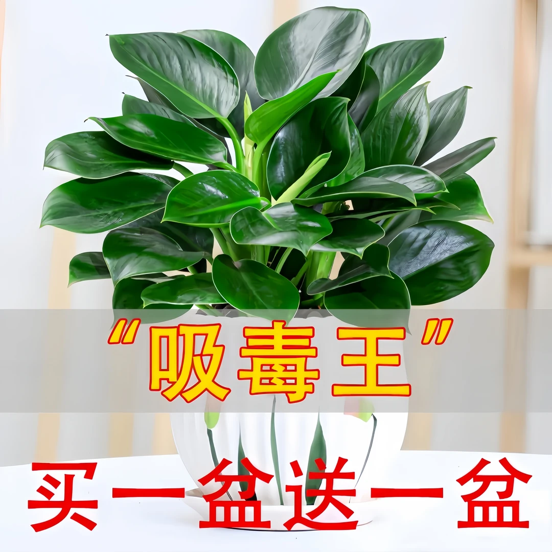 【今日特价】大叶金钻绿公主客厅办公室内桌摆好养活吸甲醛盆栽绿植