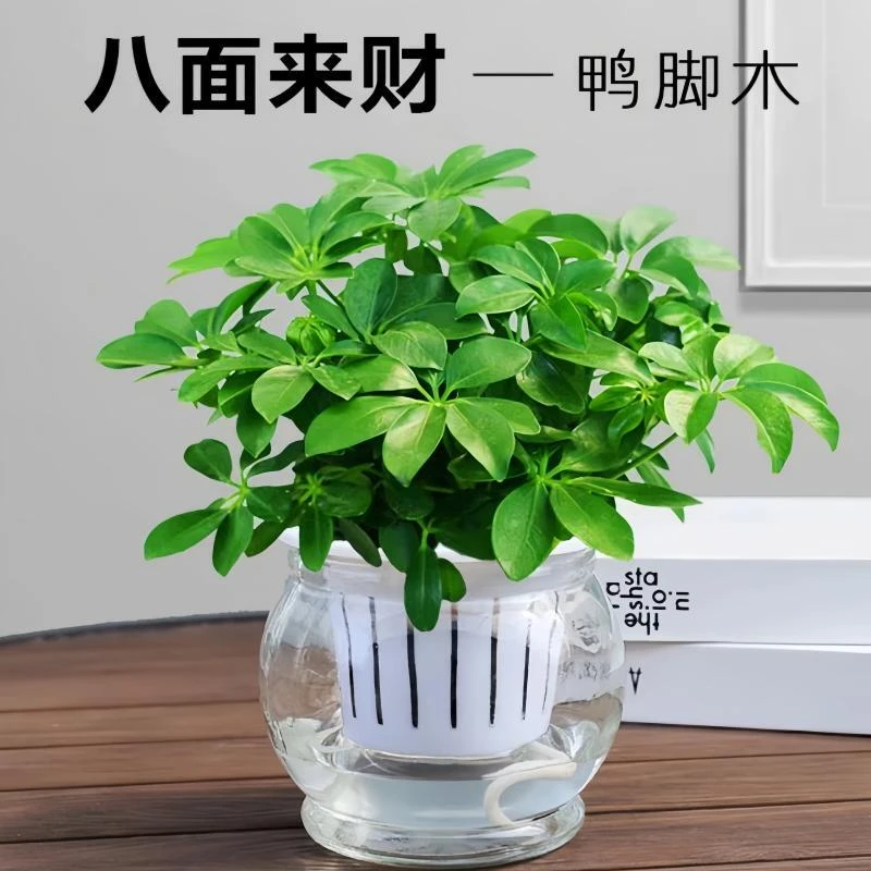 四季常青八方来财鸭脚木室内阳台桌面绿植盆栽花卉发财树苗招财树