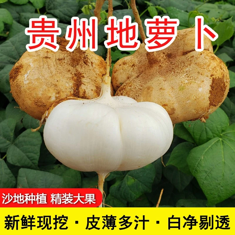【中通生鲜专线送货上门】贵州水果蔬菜地萝卜凉薯沙葛土瓜农家自种