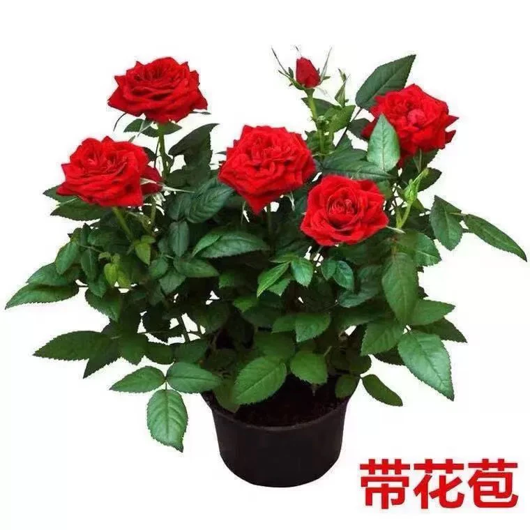 玫瑰花苗盆栽带花苞室内阳台花卉绿植物