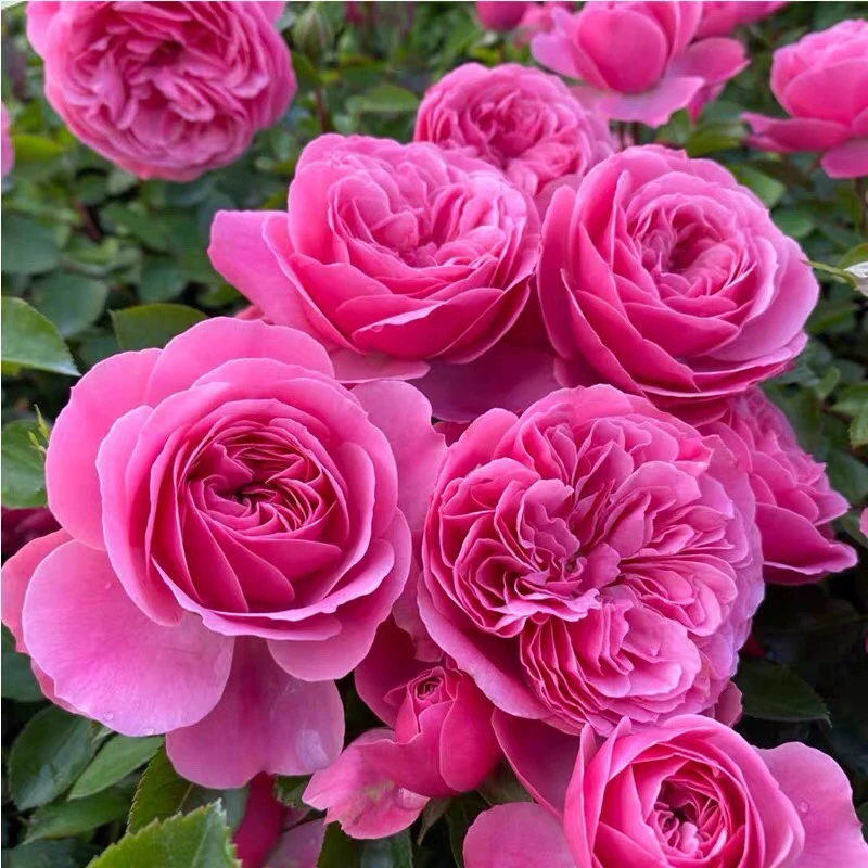 粉色达芬奇藤本月季花苗多季开花 盆栽地栽阳台 庭院花卉绿植