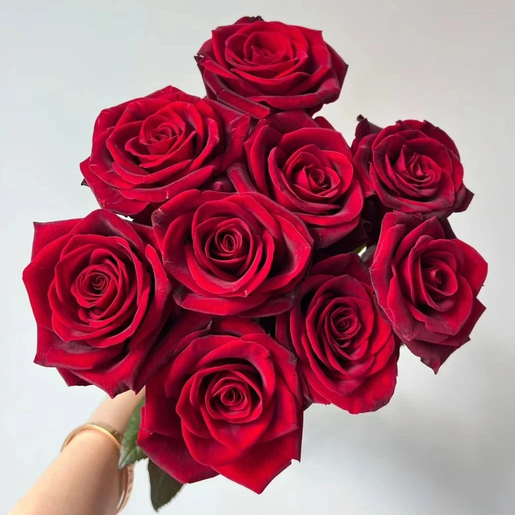 【单头红玫瑰】当季鲜花水培植物水养室内好养鲜插花包邮
