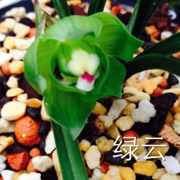 苒苒园艺 绿云 兰花绿植花卉国兰春兰蕙兰（裸根发货）