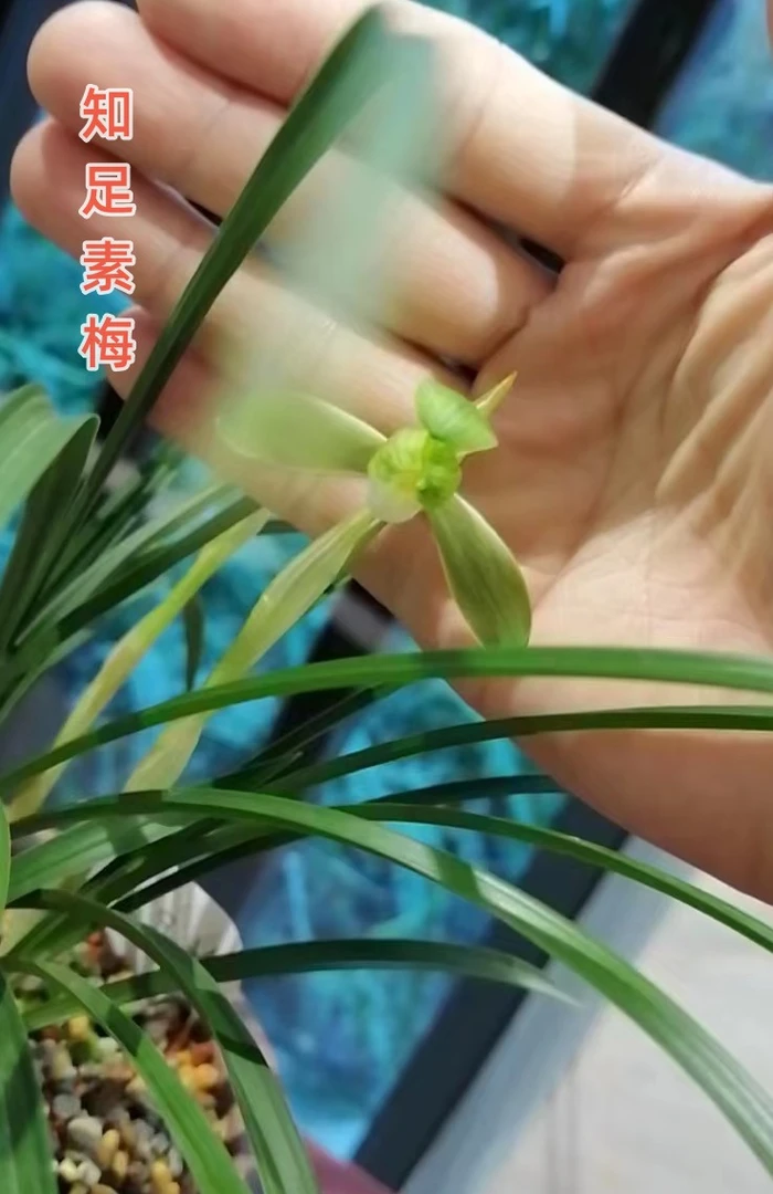 知足素梅 苒苒园艺 兰花绿植盆景花卉国兰春兰蕙兰（裸根发货）