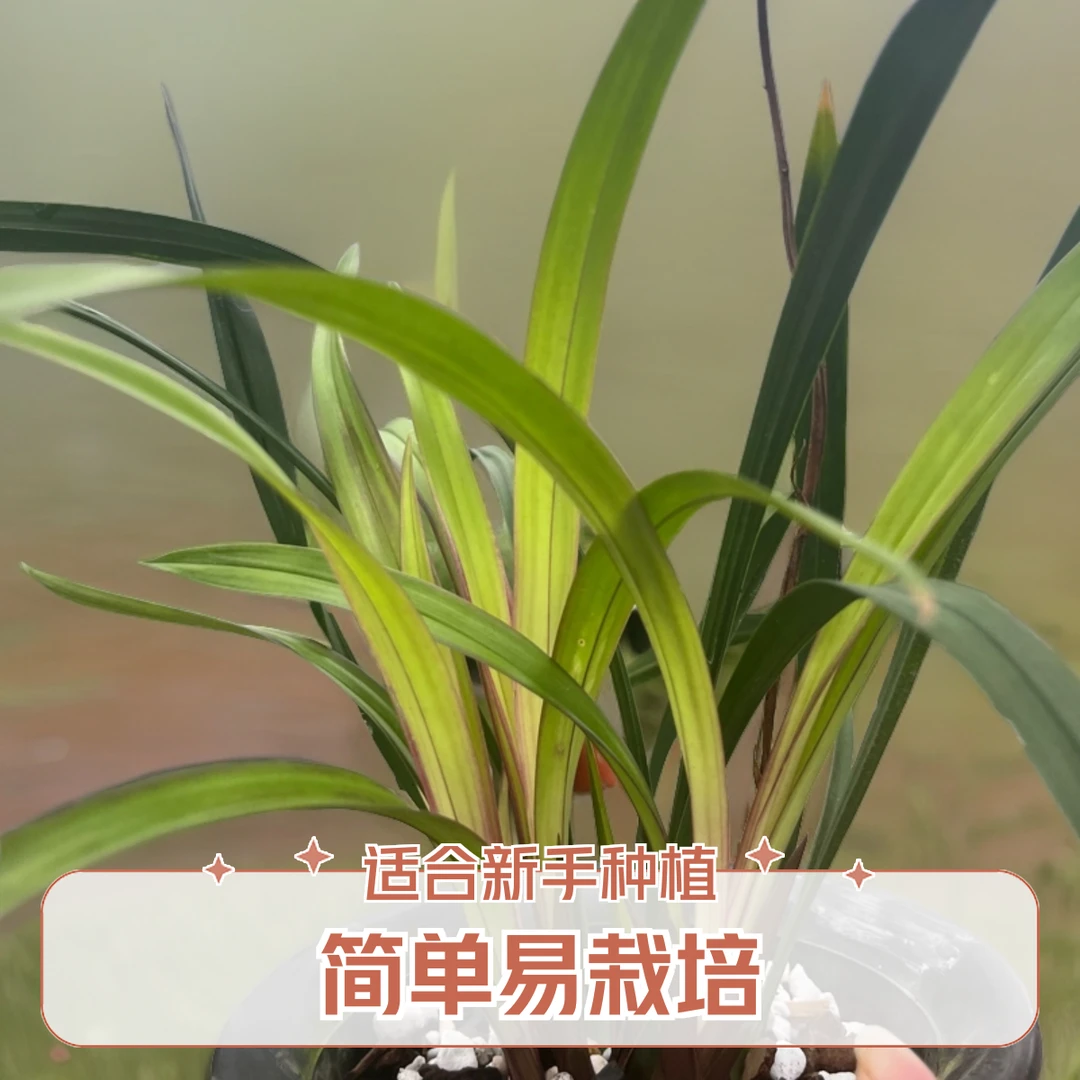 建兰 苒苒园艺 花卉盆景绿植 新手兰花