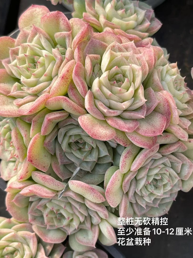 9#白天鹅 云南多肉植物 室内外装饰