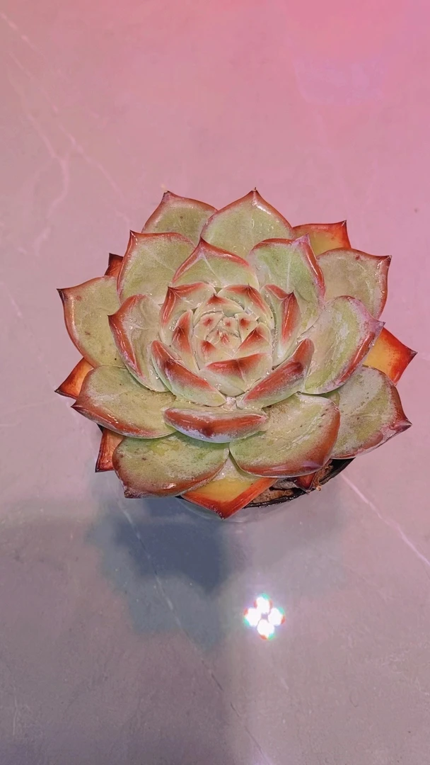 9#拉糖单头 多肉植物