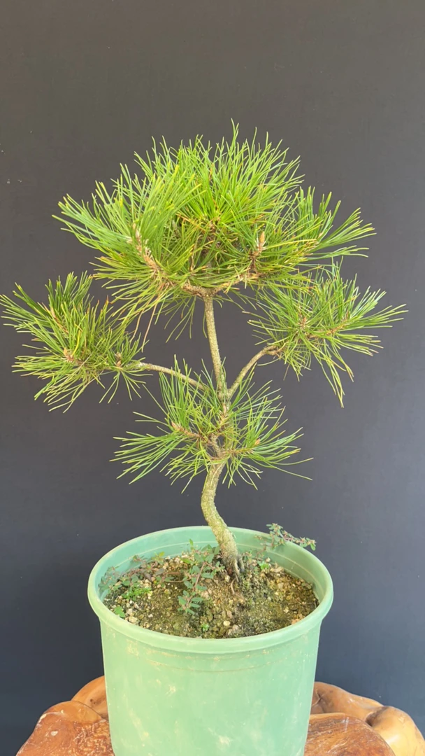 安徽大别山黄山松一物一拍