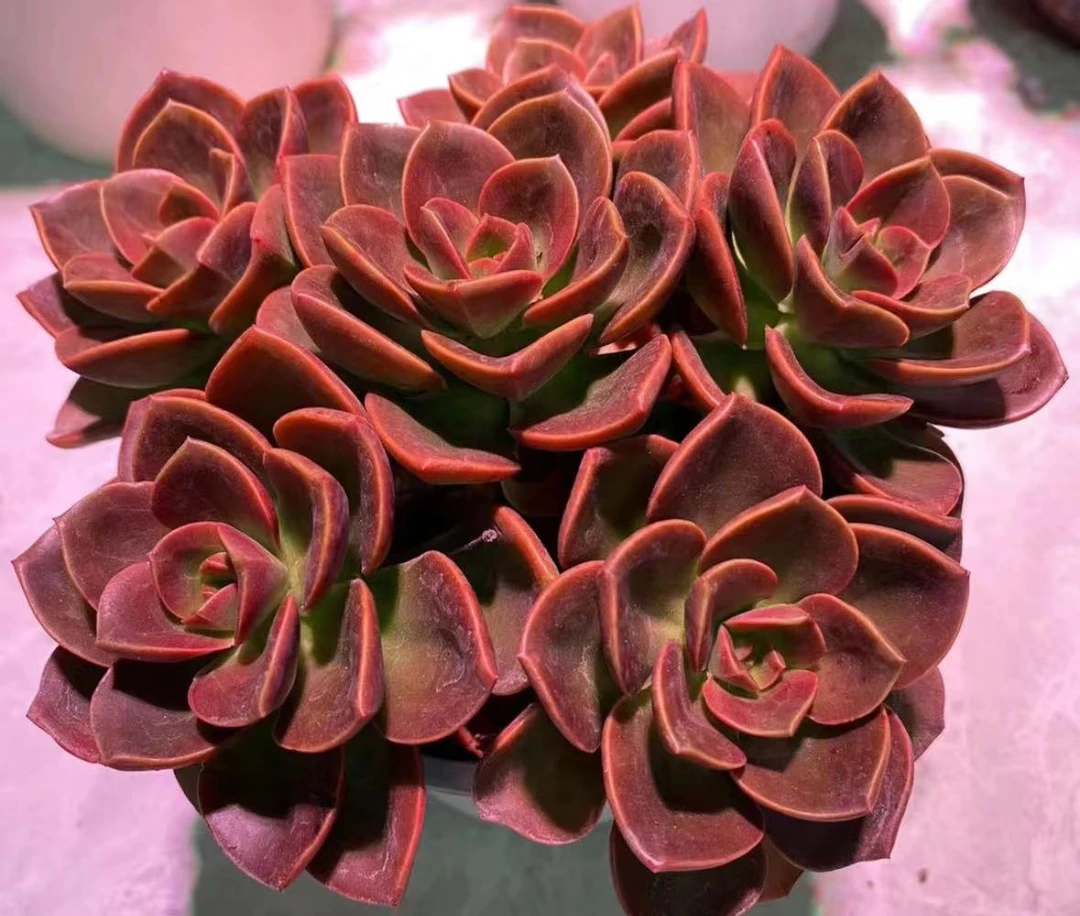 X红酒玫瑰 拍一发二 耐晒皮实 绿植 室内室外都能养