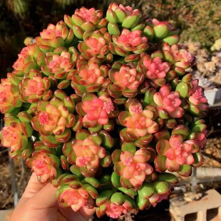 K彩虹香豆组合新手好养不褪色好养室内室外都可养