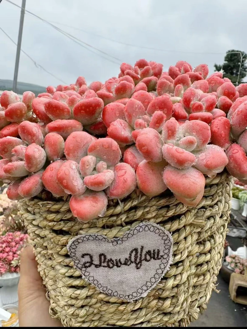 X红洛神+草编篮 耐晒皮实 绿植 室内室外都能养