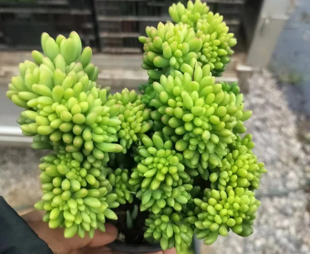 X 春萌缀化 拍一发二 耐晒皮实 绿植 室内室外都能养