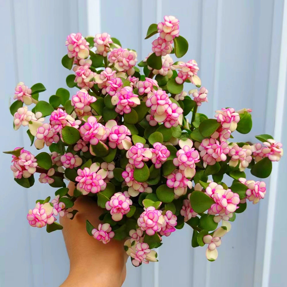 K 金枝玉叶室内养殖 耐干旱 多肉绿植 室内室外都能养