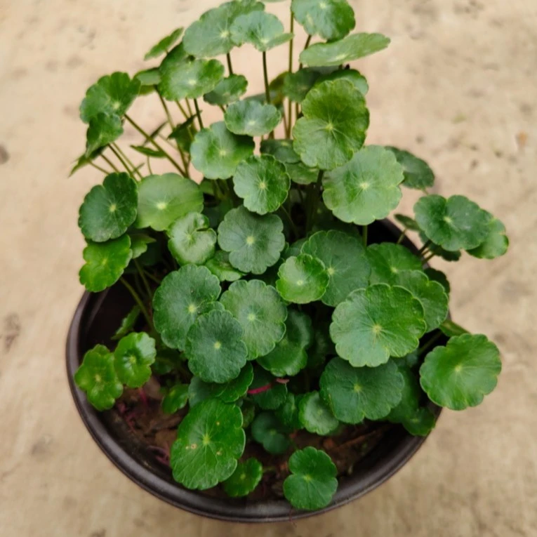 水培植物铜钱草室内花卉