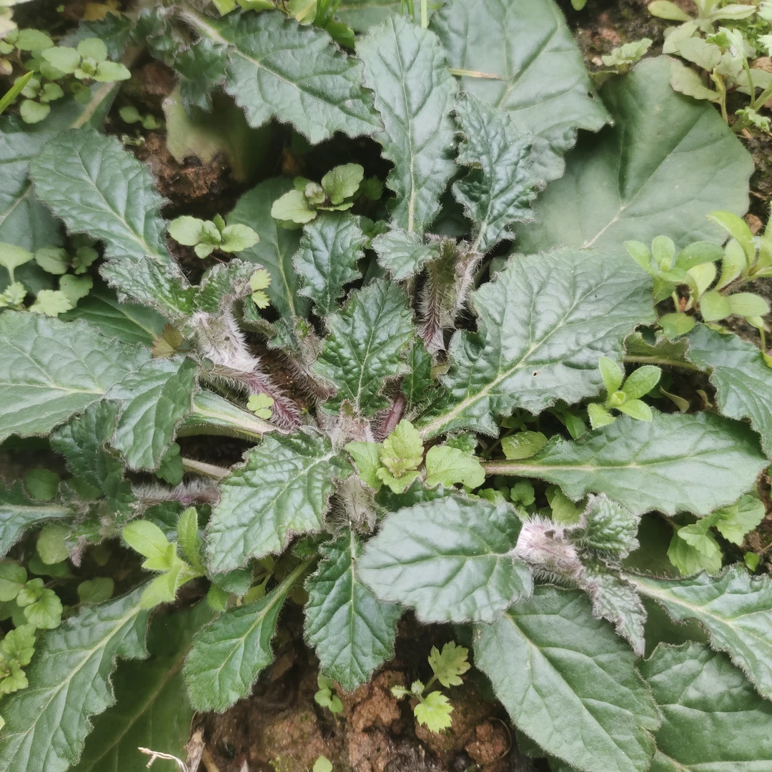 白毛夏枯草种植观赏阳台庭院基地种苗