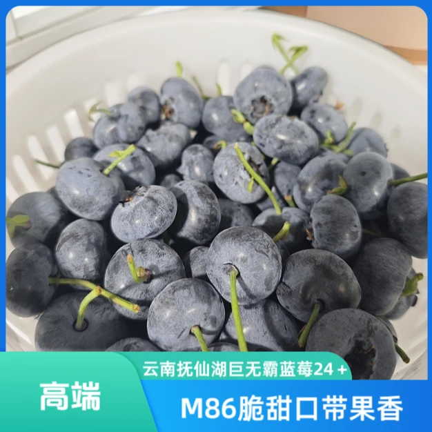 【巨无霸M86】云南抚仙湖大蓝莓顺丰空运脆甜孕妇宝宝辅食0农残