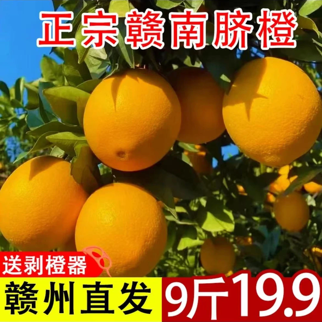 正宗江西赣南脐橙水果，应季现摘现发手剥新鲜橙子赣州产地直发