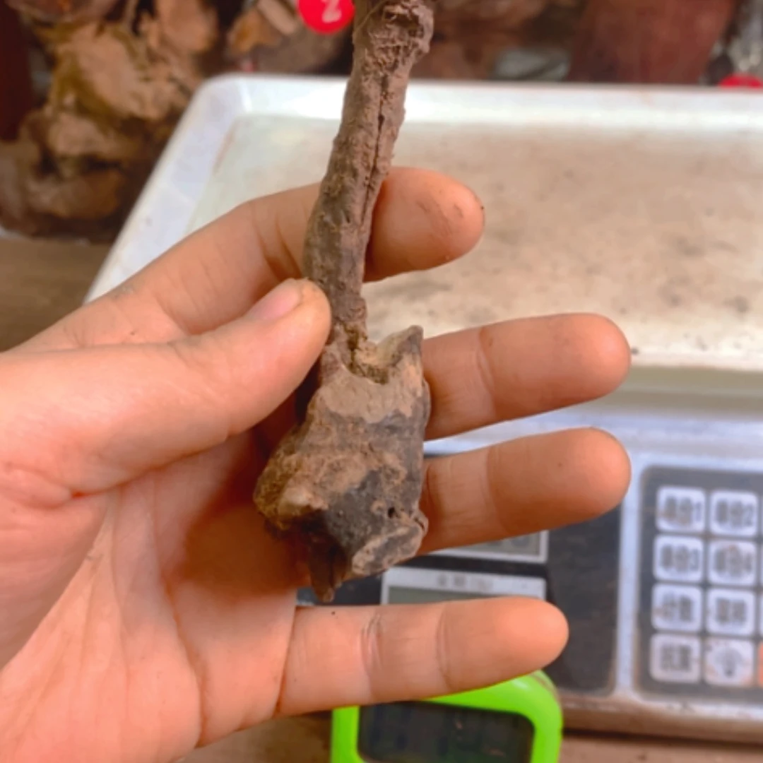 【闪购商品】红贵宝
