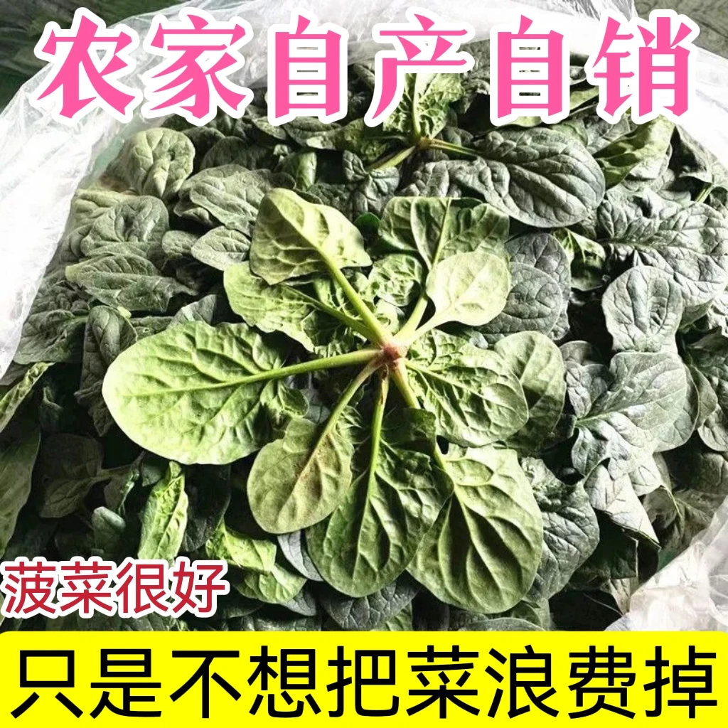 农家自种小菠菜现摘现发厚叶红根露天种植霜冻火锅菠菜时令蔬菜