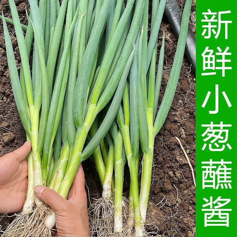 【小葱蘸酱】小葱新鲜生吃河南葱苗带叶葱包饭农家自种大葱苗