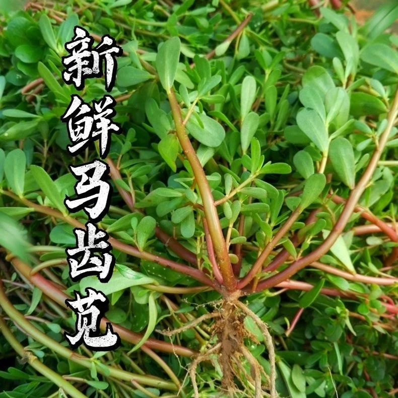 折耳根马齿苋新鲜当季野生蔬菜马蜂菜蚂蚱菜长寿菜瓜子菜带箱4斤