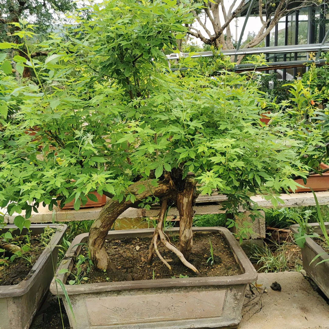 黄荆老桩，黄金万两，直播间选品