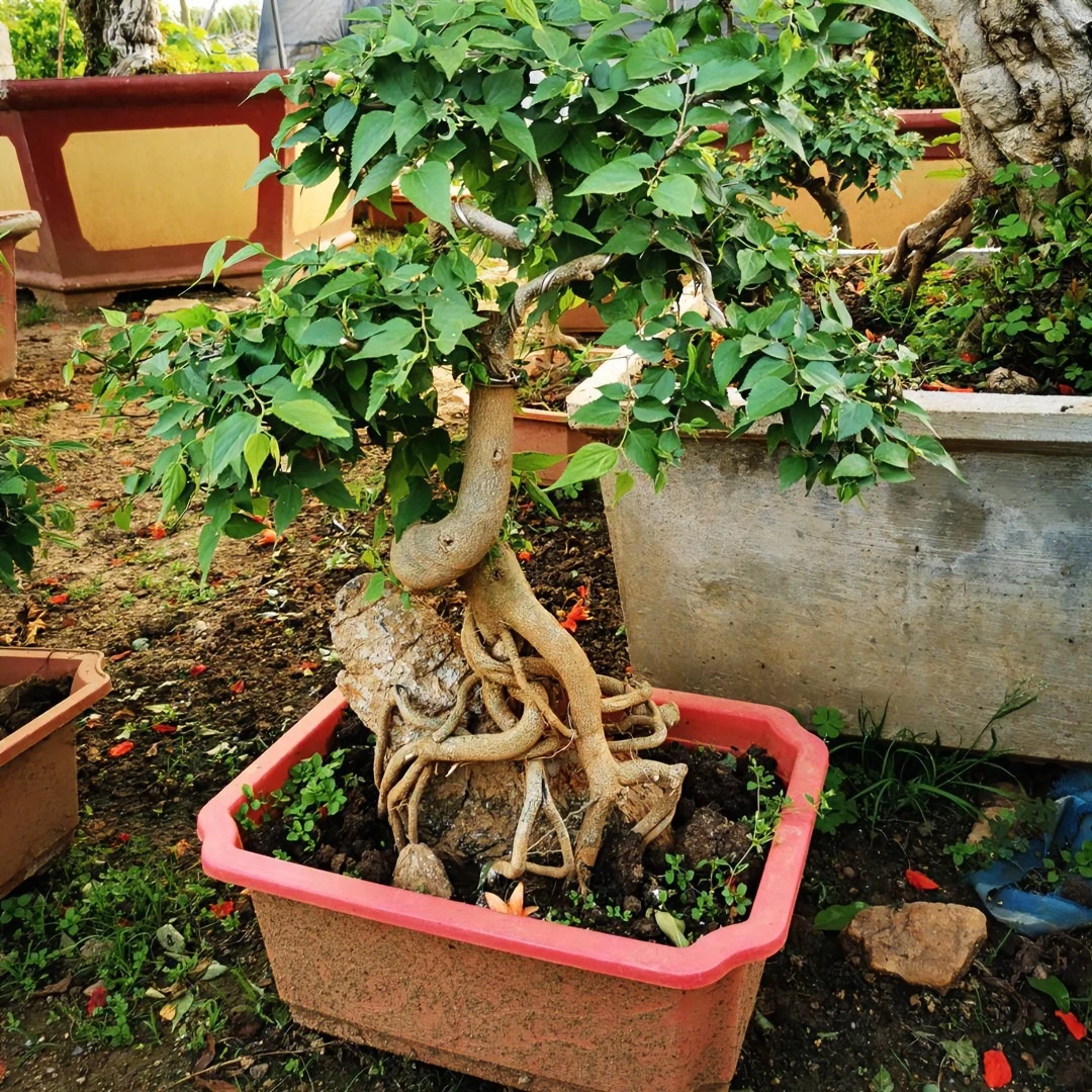 青檀附石小景，直播间选品。