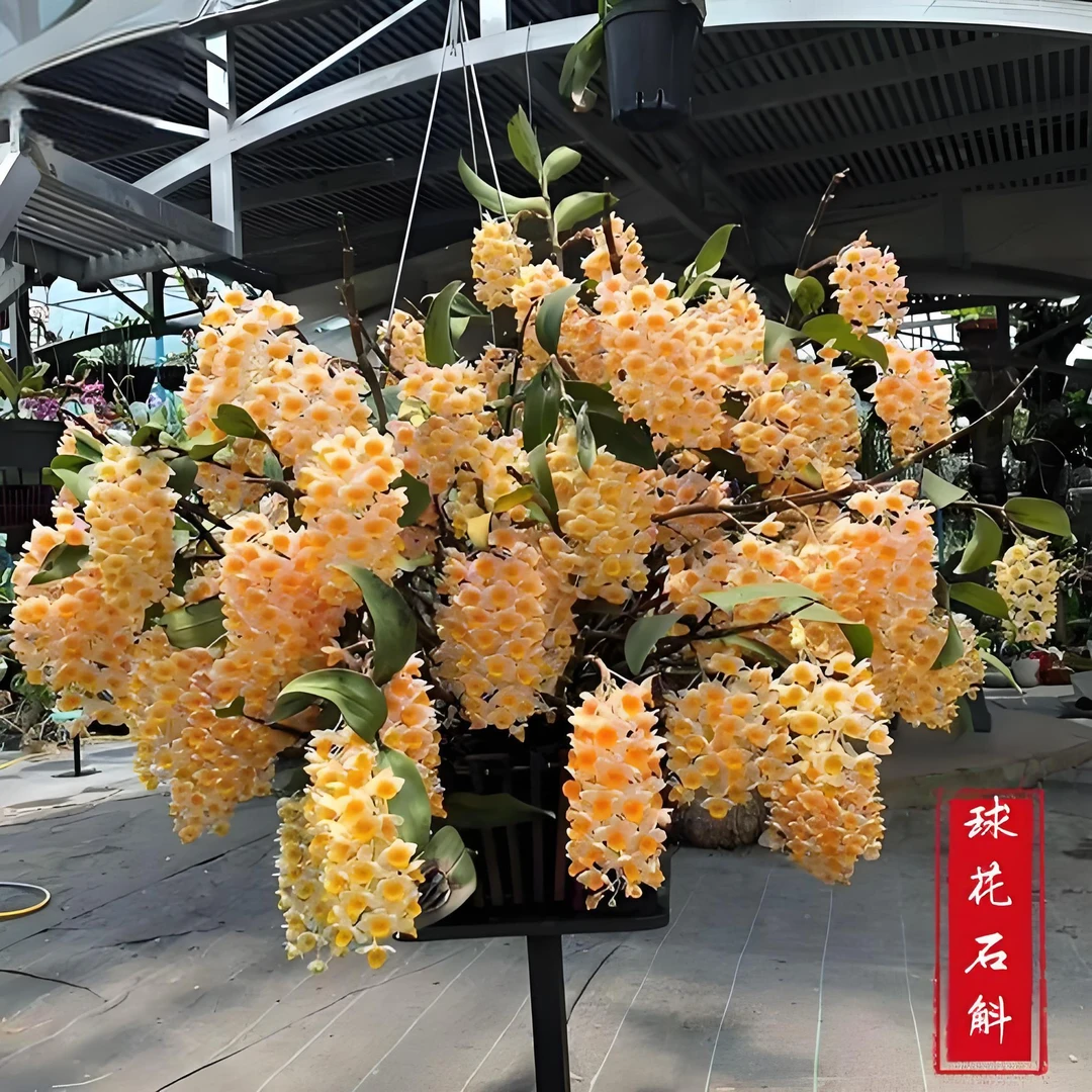 云南高山（球花石斛）开花美 花量大 新手推荐好养活