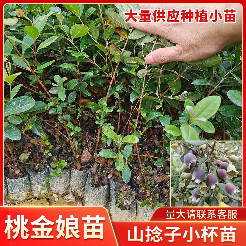 桃金娘树苗山捻子种植小老桩可观赏盆栽地高捻易成活广西带土发货