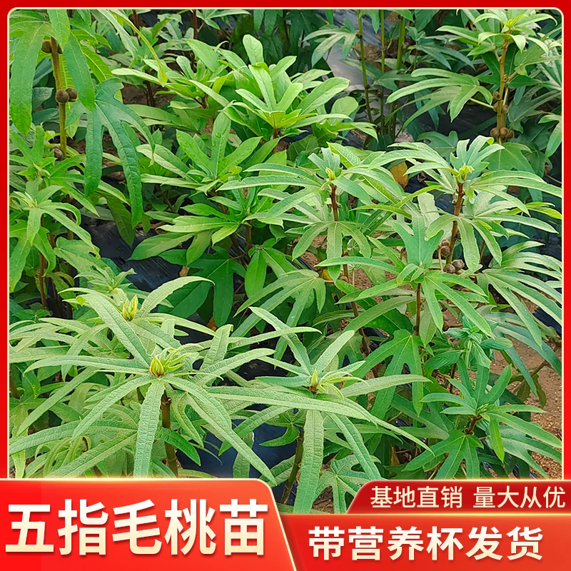 五指毛桃苗正宗广西五叉虎树中药材种植五爪龙产地常绿带杯土带叶