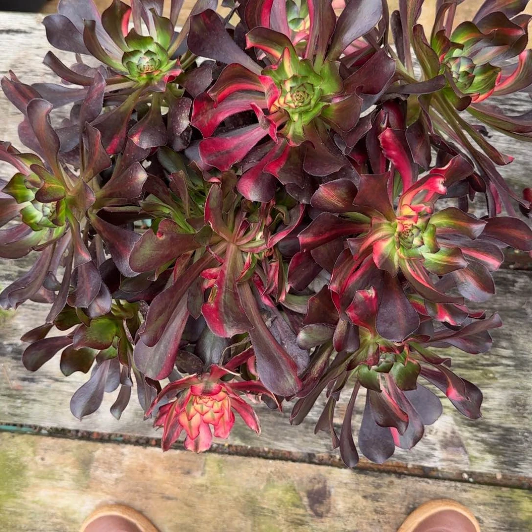 衣**夭多肉法师，香奈儿七彩