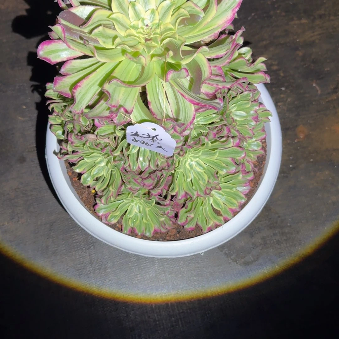 衣**夭多肉法师，碧云