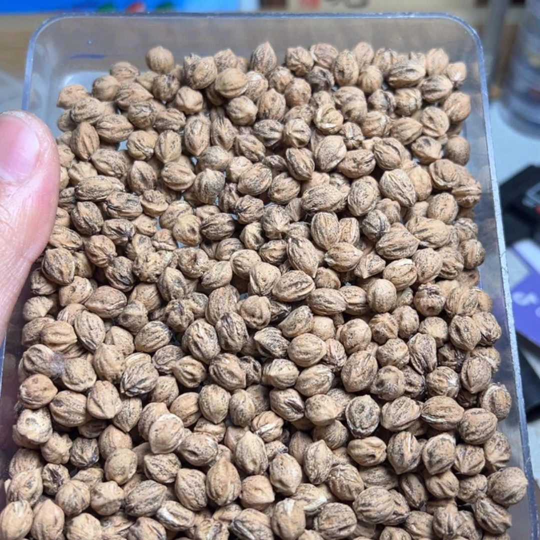【闪购商品】柏香籽/百香籽吊坠樂*