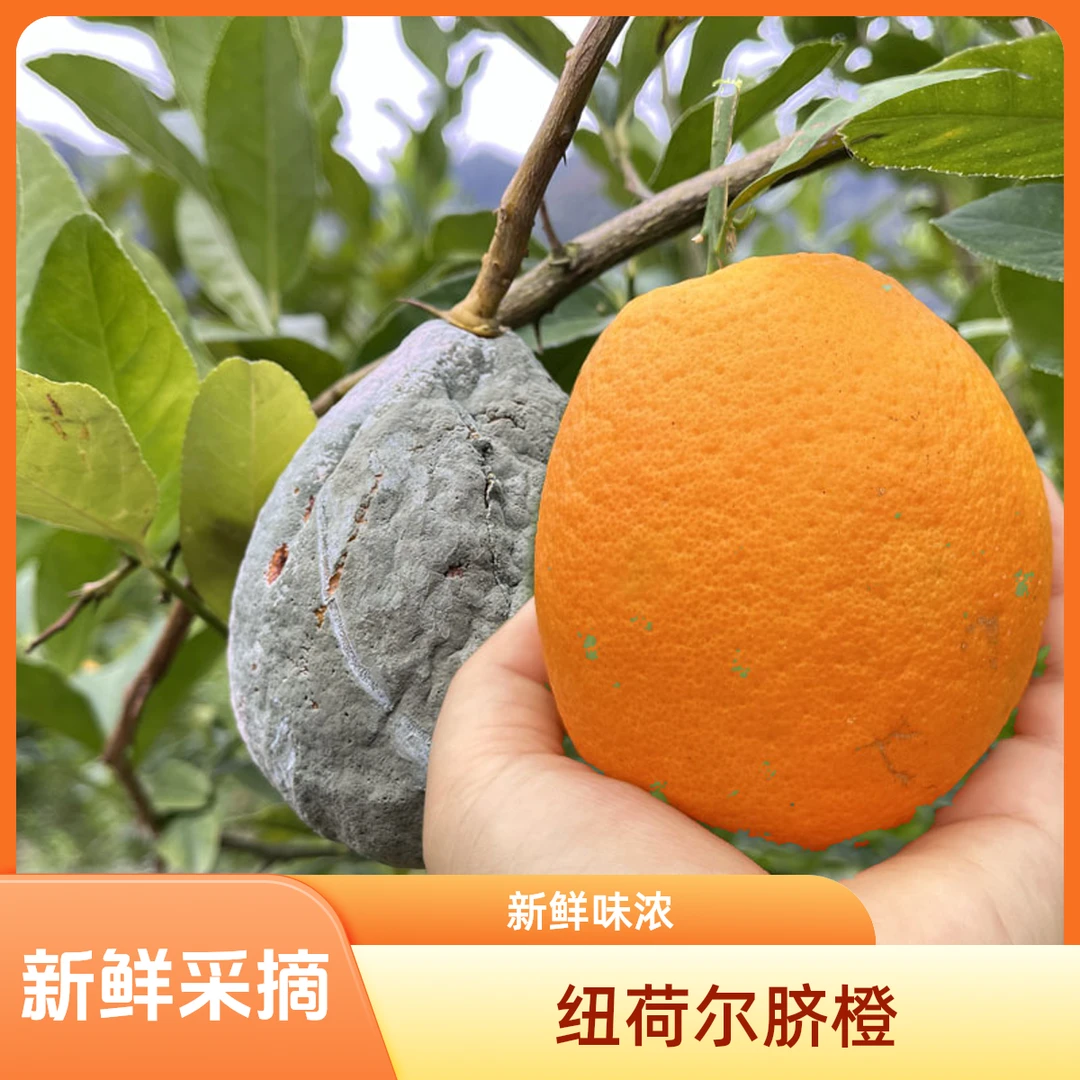 纽荷尔脐橙贵州特产新鲜农家橙子种植正宗罗甸高山脐橙5斤一箱