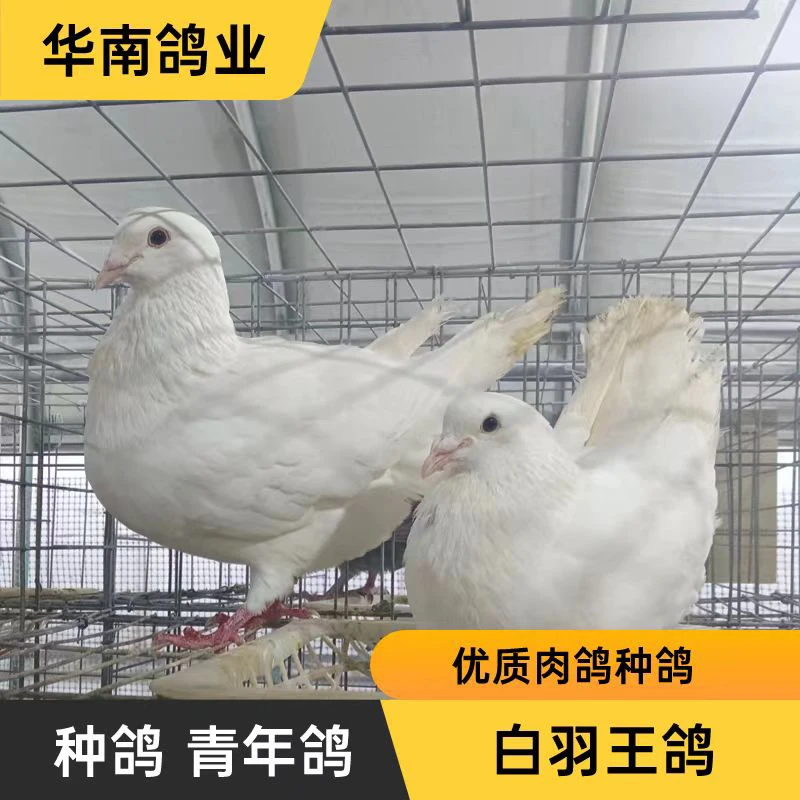 鸽子白羽王鸽保姆鸽肉鸽